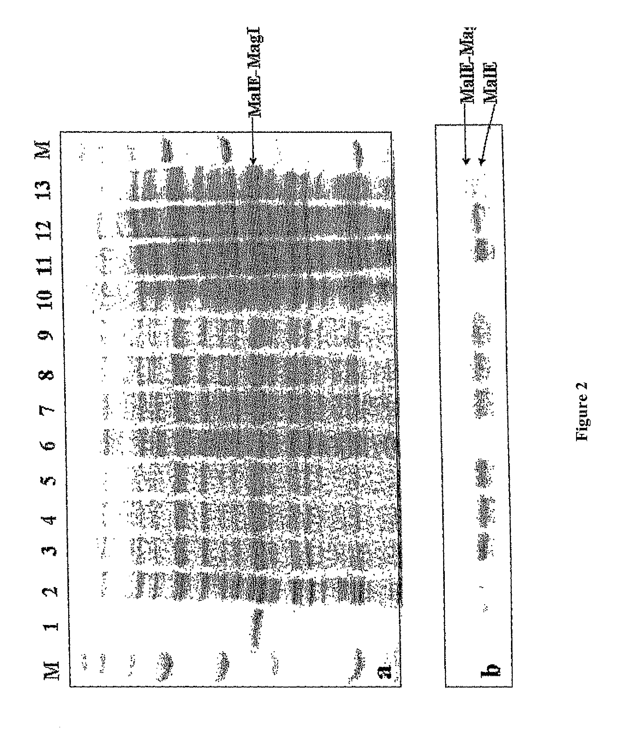 Methods and compositions for increasing membrane permeability