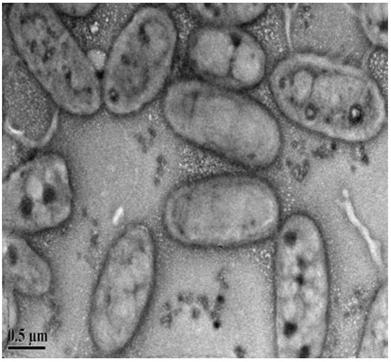 A method for preparing biomimetic microcapsules from phospholipid bilayer confined organic titanium source and natural pigment