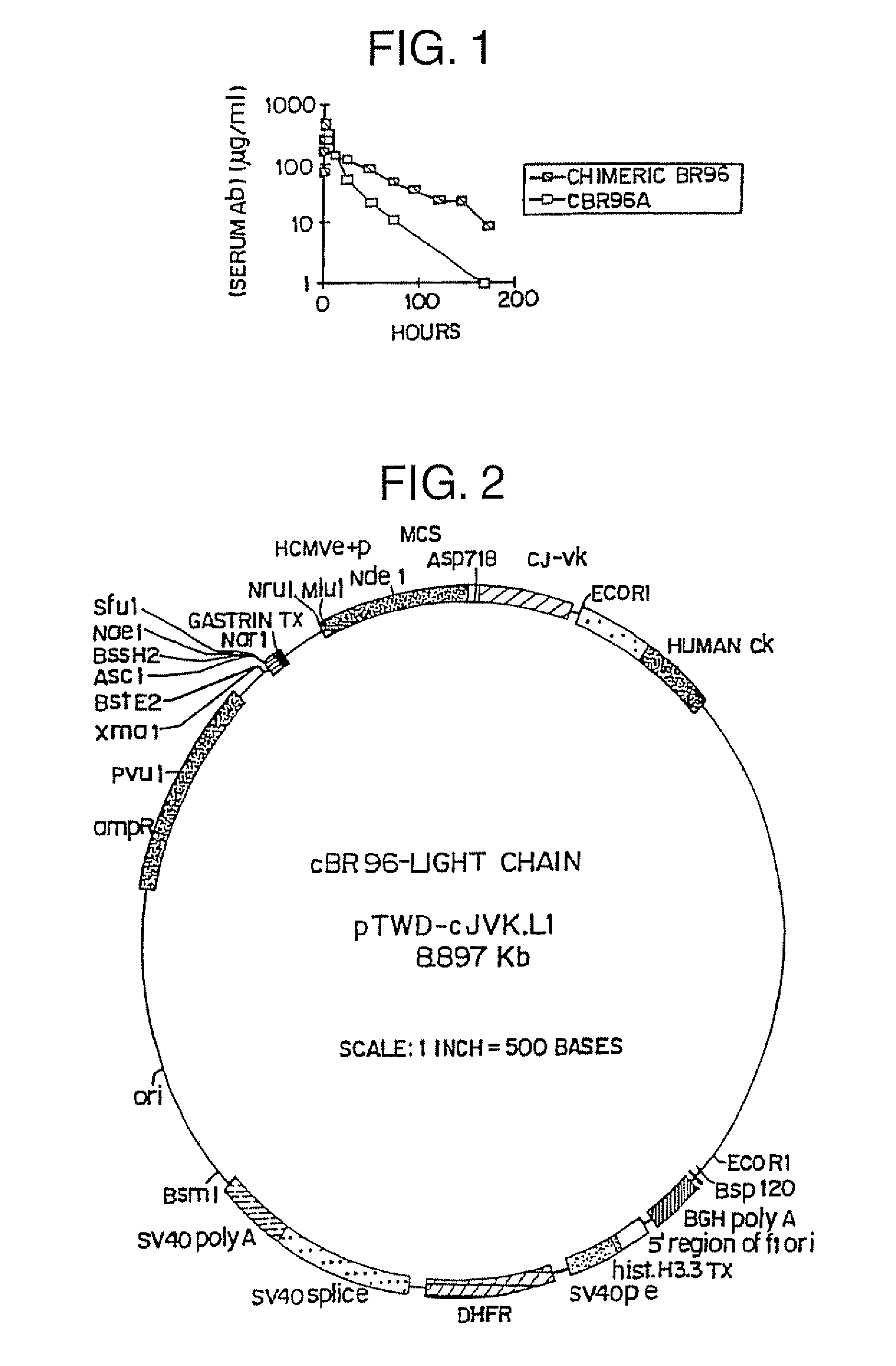 Method for inhibiting immunoglobulin-induced toxicity resulting from the use of immunoglobulins in therapy and in vivo diagnosis