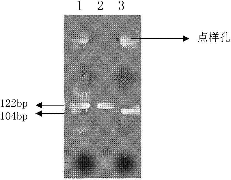 Kit for predetermining treatment effect of iressa on patient with non-small-cell lung cancer by using FAS-1377G/A