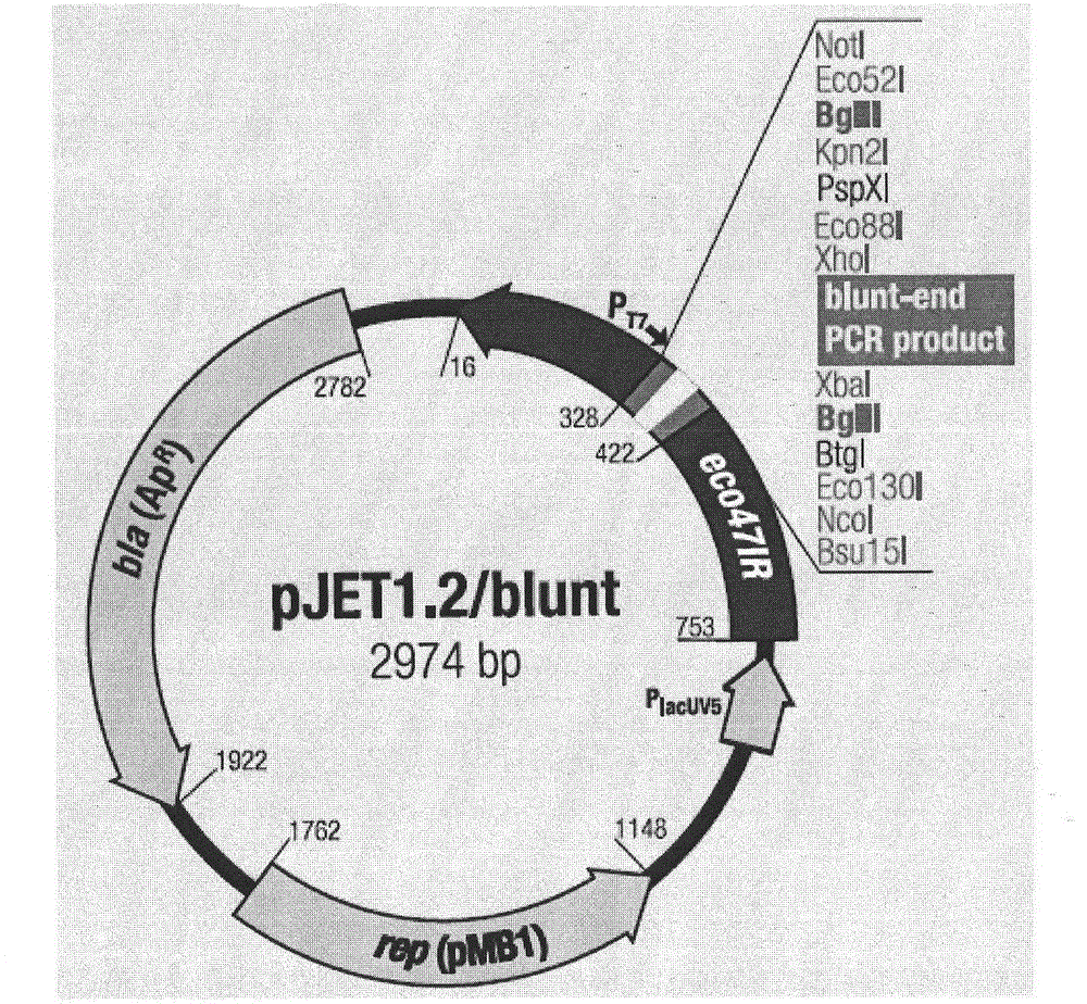 Nucleotide sequence and vector for directional cloning