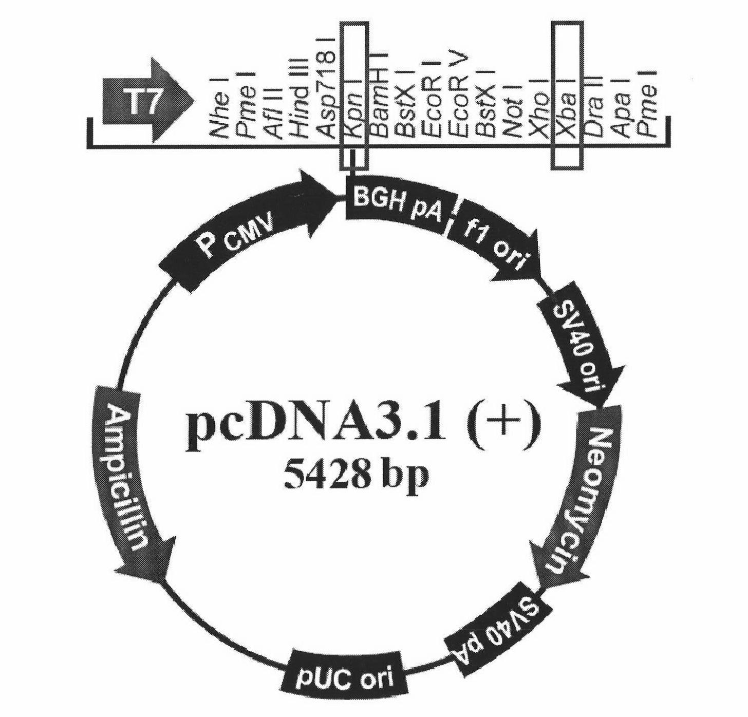 Recombination HEK 293 cell highly expressed by KDR and application thereof