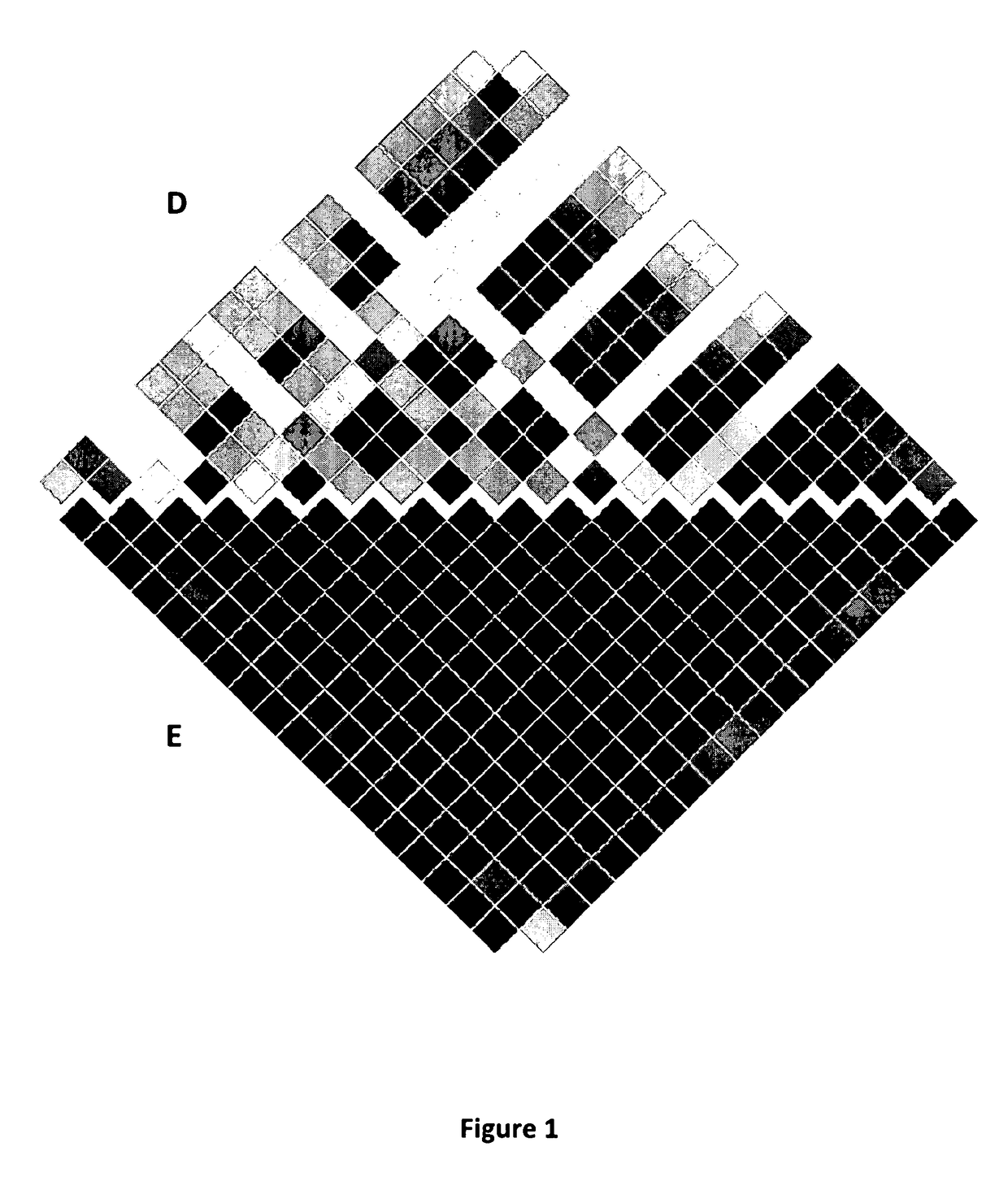 Asthma susceptibility loci located at chromosome 1q31 for use in diagnostic and therapeutic methods