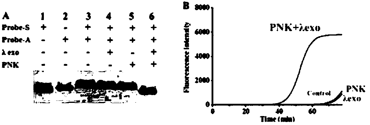 Kit for detecting polynucleotide kinase (PNK) and detection method for kit