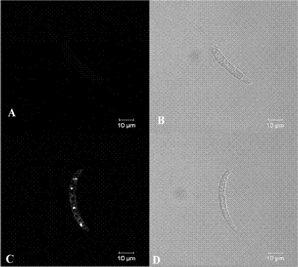 Activity detection method for fusarium virguliforme