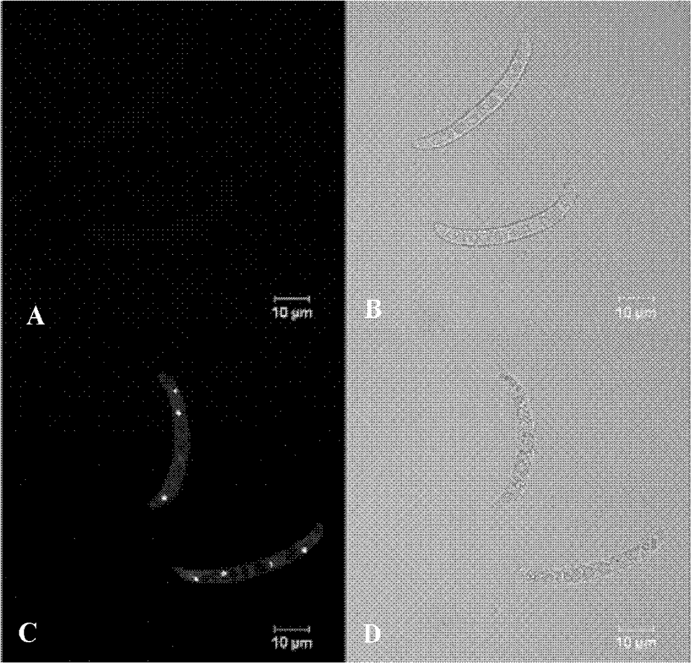 Activity detection method for fusarium virguliforme