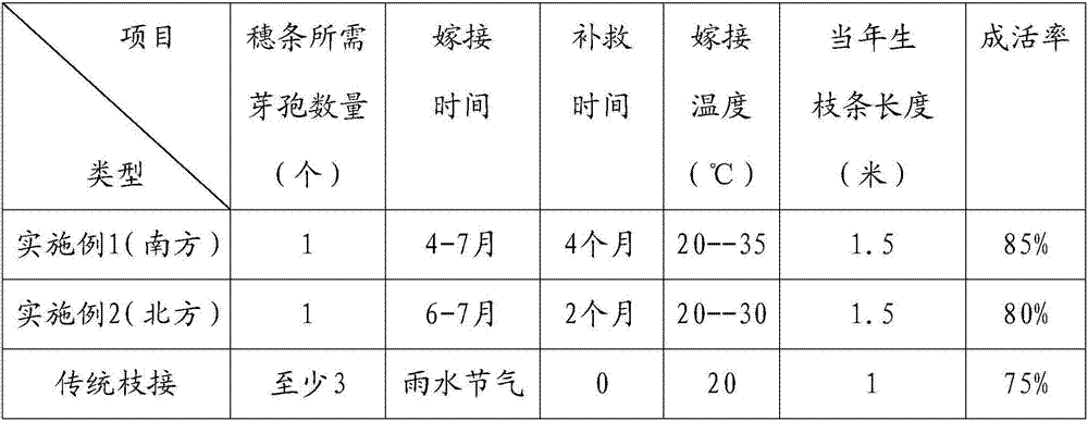 Grafting method of improved inferior fruit tree