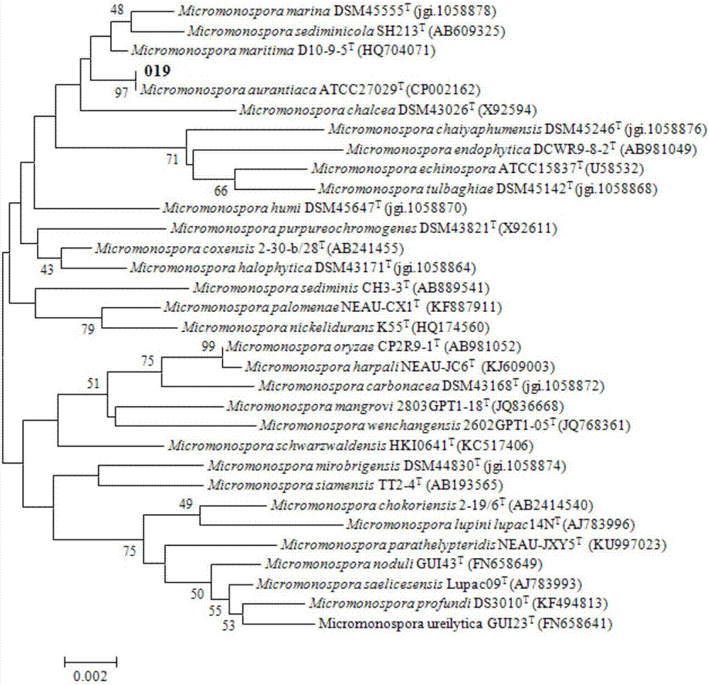 A strain of Micromonospora actinomycete, and applications thereof