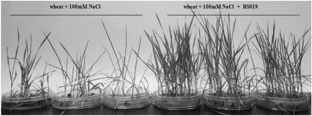 A strain of Micromonospora actinomycete, and applications thereof