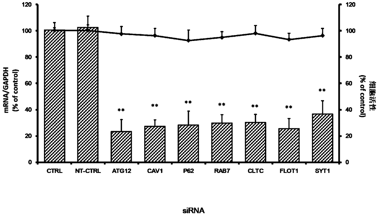 Application of autophagy-related protein 12 in the prevention and treatment of enterovirus 71 infection