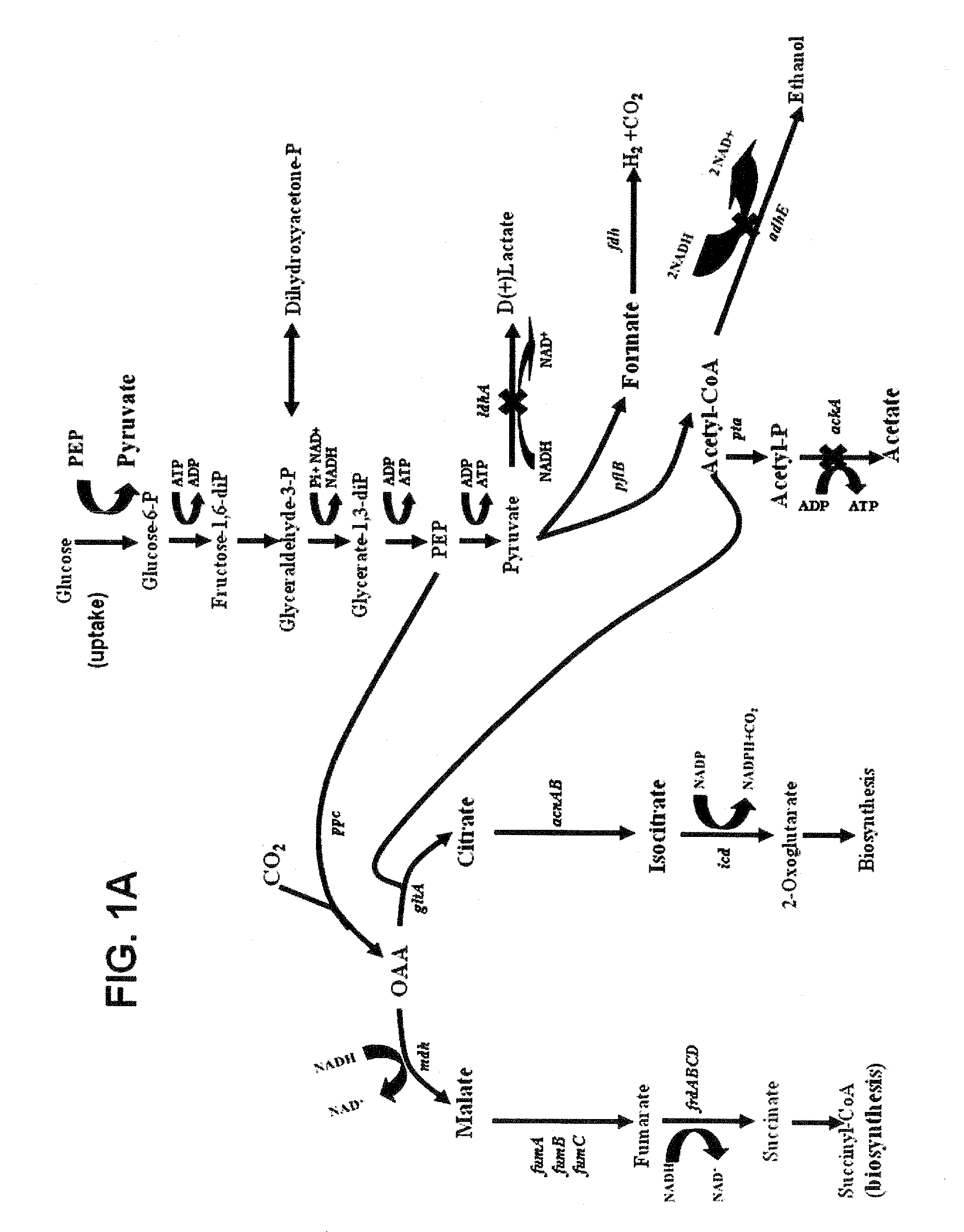 Engineering the pathway for succinate production