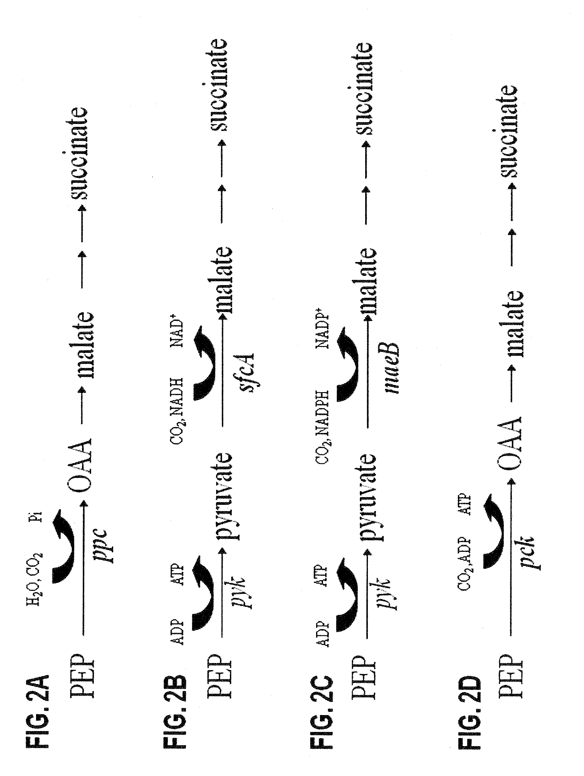 Engineering the pathway for succinate production