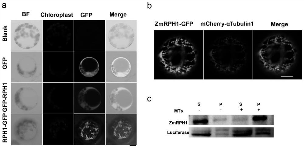 Application of zmrph1 gene in regulation of plant height and lodging resistance
