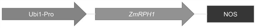 Application of zmrph1 gene in regulation of plant height and lodging resistance