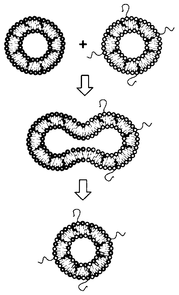 Preparation method of human skin stem cell factor nano-liposome-exosome complex