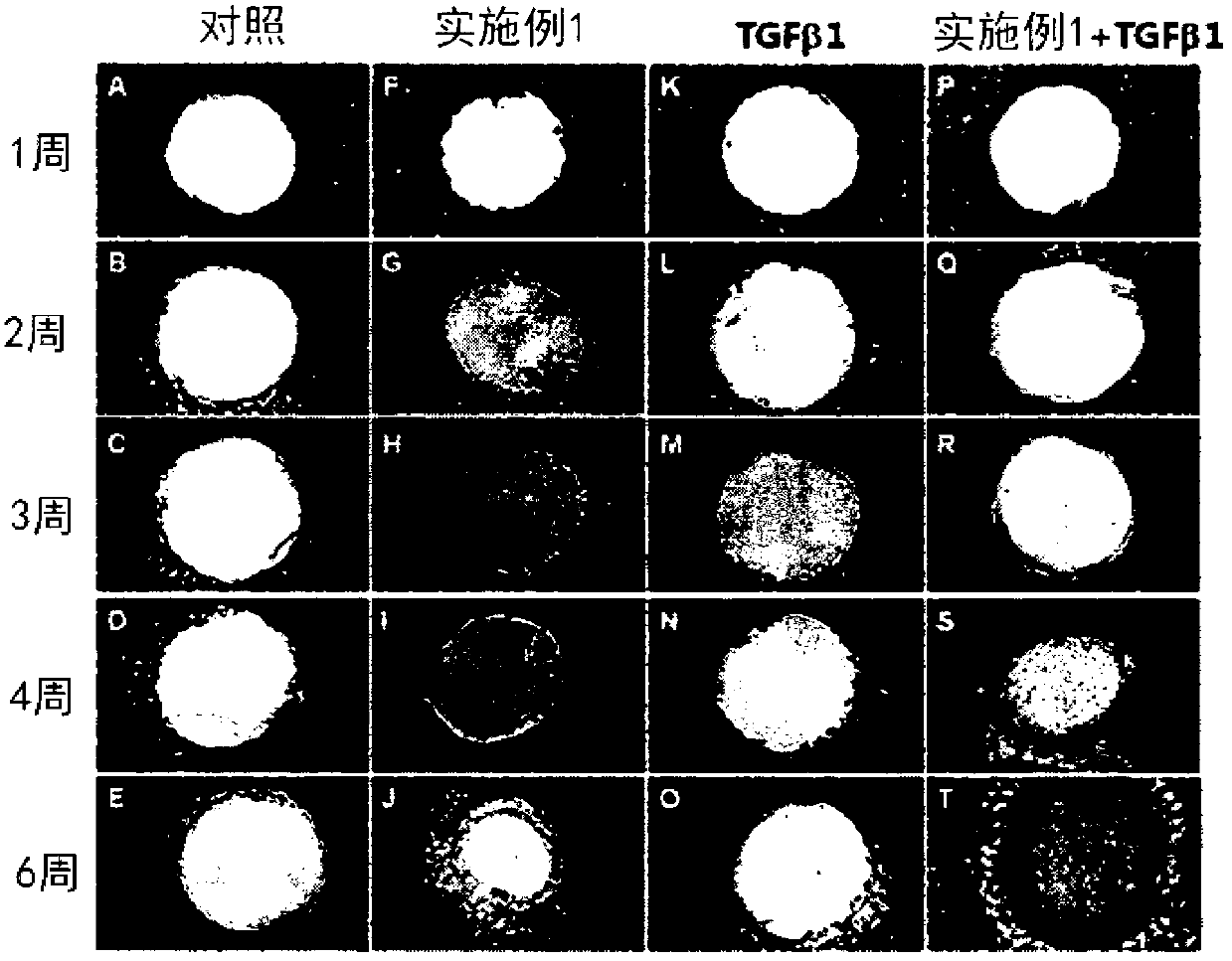 Novel peptide and use thereof