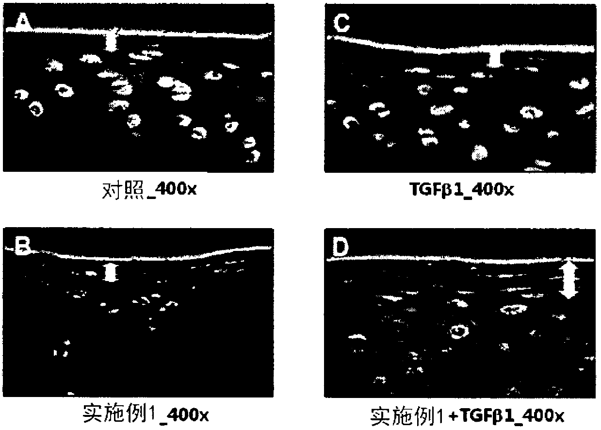 Novel peptide and use thereof