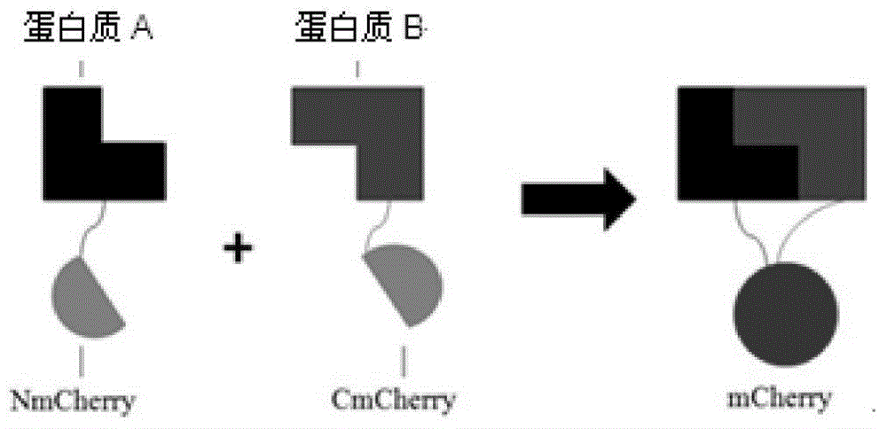 Manufacturing method and application of insect in-vitro protein interaction detecting system