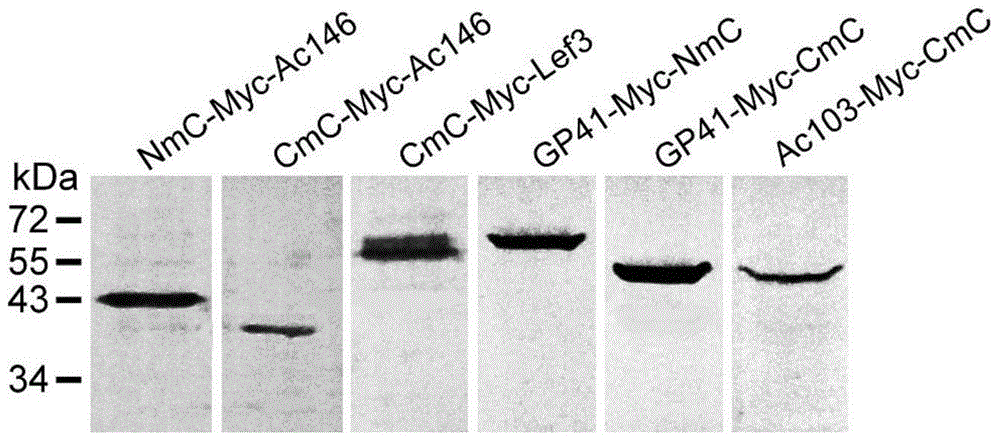 Manufacturing method and application of insect in-vitro protein interaction detecting system