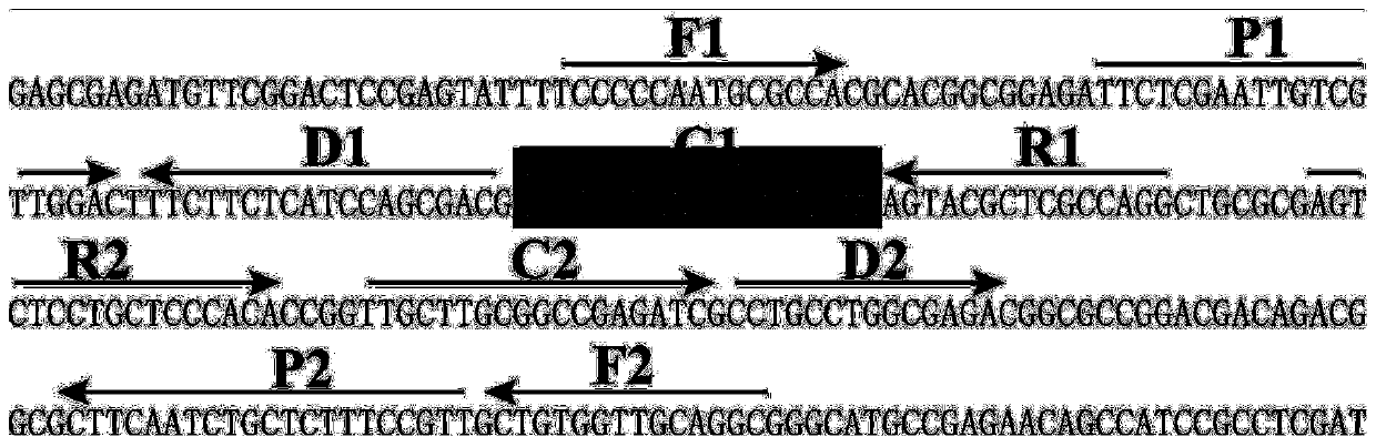 Method for detecting Burkholderia pseudomallei by multi-cross isothermal amplification in combination with gold nano-biosensing