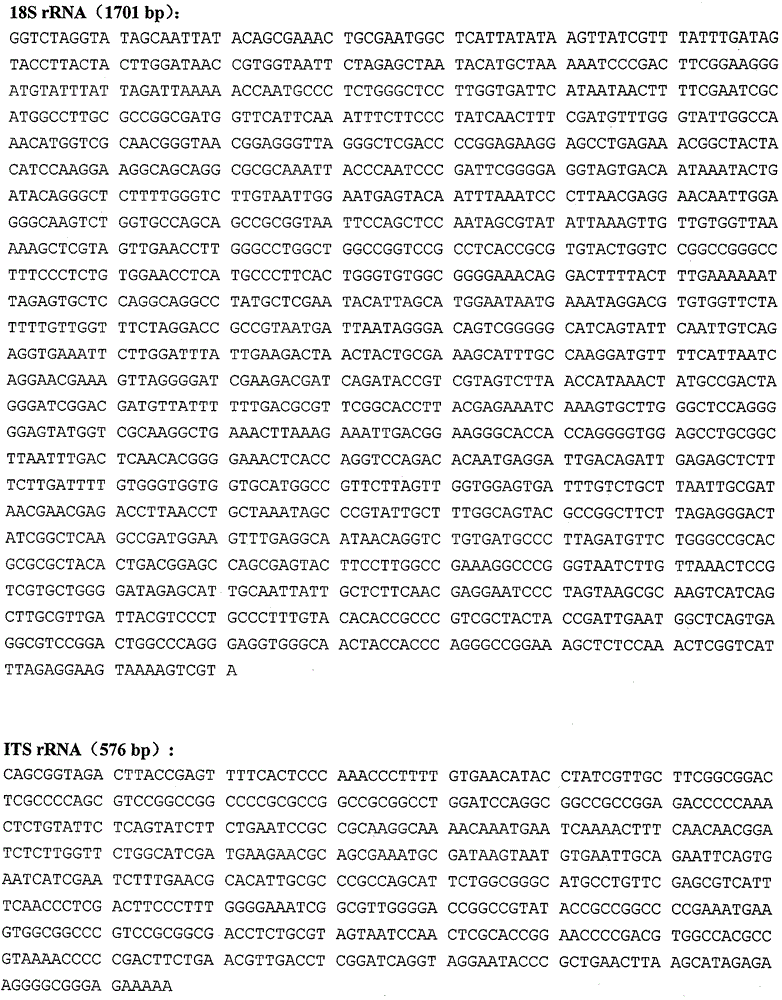 Paecilomyces hepialid strain capable of realizing high yield of adenosine and mannite type substances and application