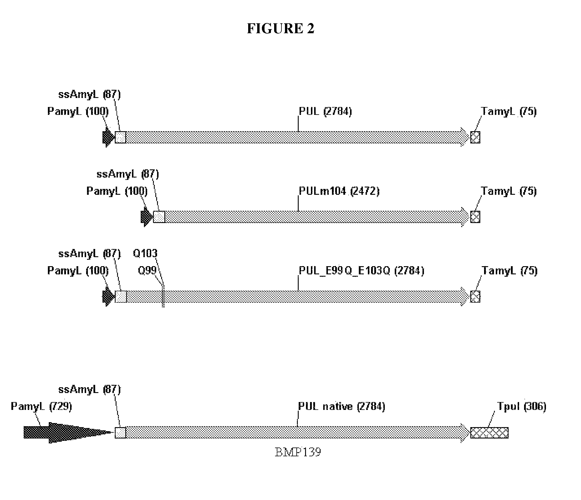 Pullulanase variants with increased productivity