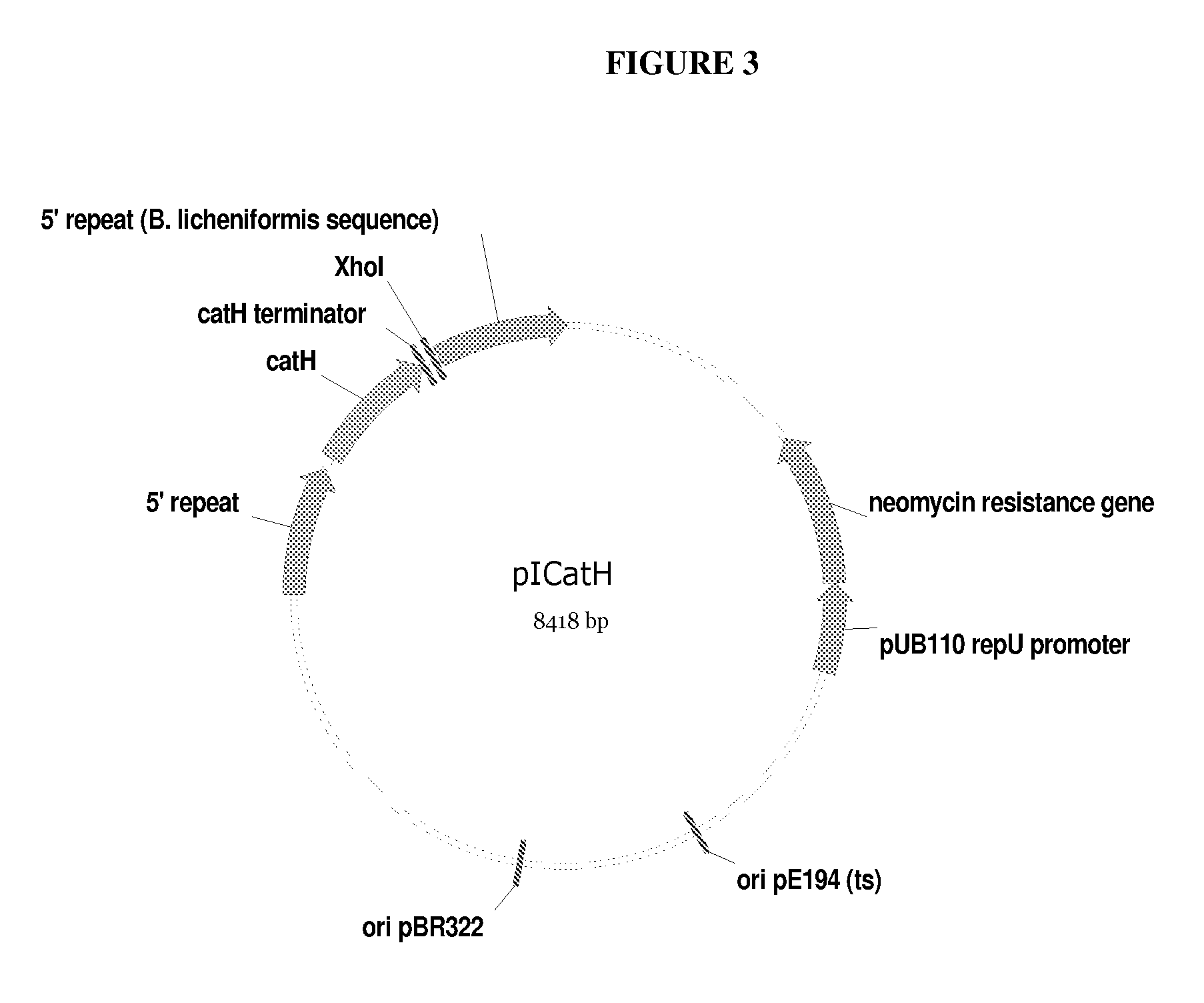 Pullulanase variants with increased productivity