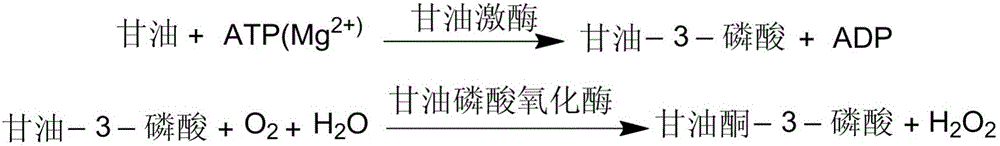 Method for fast measuring biosensor through glycerinum based on co-immobilizing technique