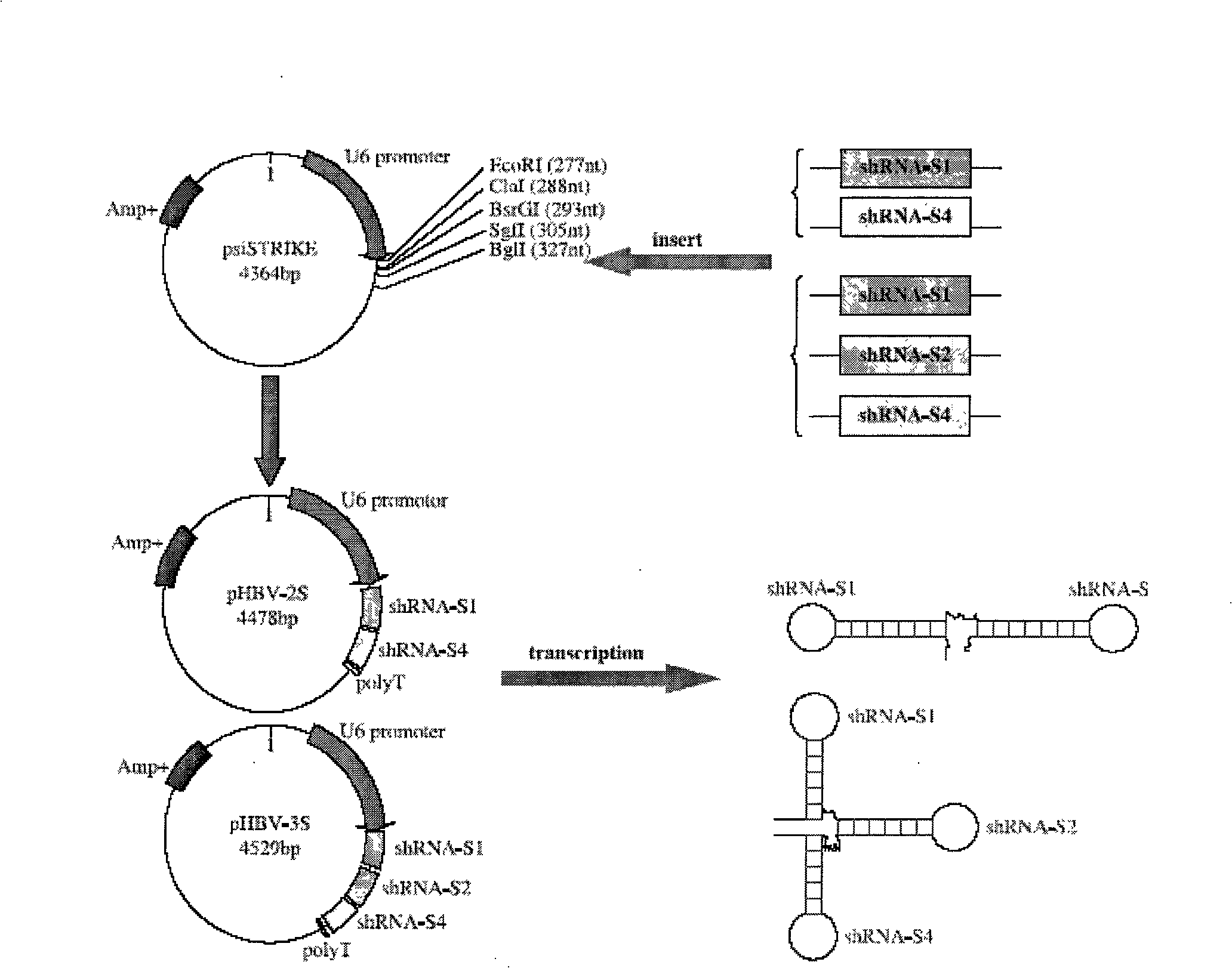 Anti-hepatitis b virus gene medicament based on siRNA pool interference and mediated by complex carrier