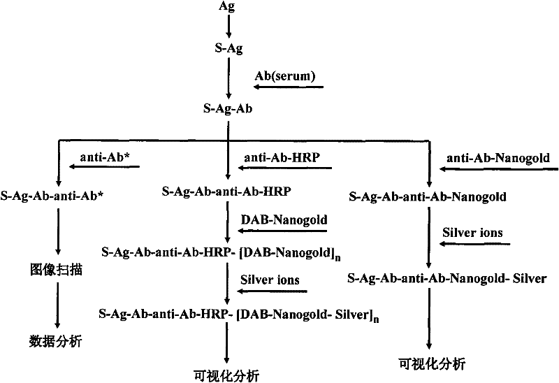 Preparation and application of vaccine immunity effect evaluation protein chip