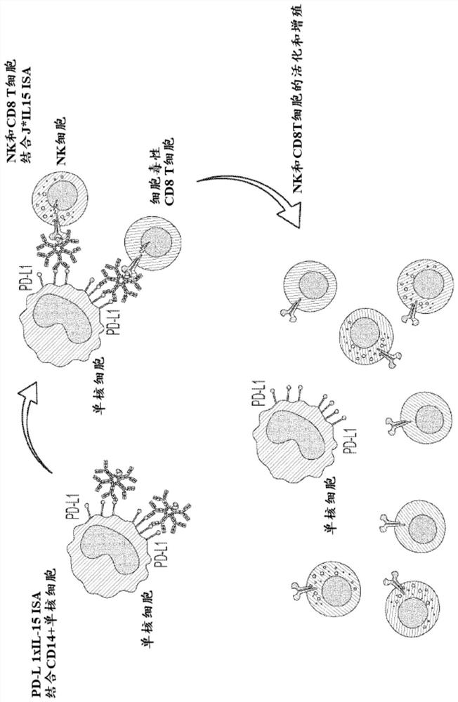 Immunostimulatory multimer binding molecules