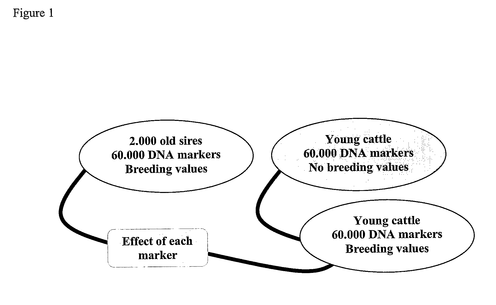 Methods for determining a breeding value based on a plurality of genetic markers