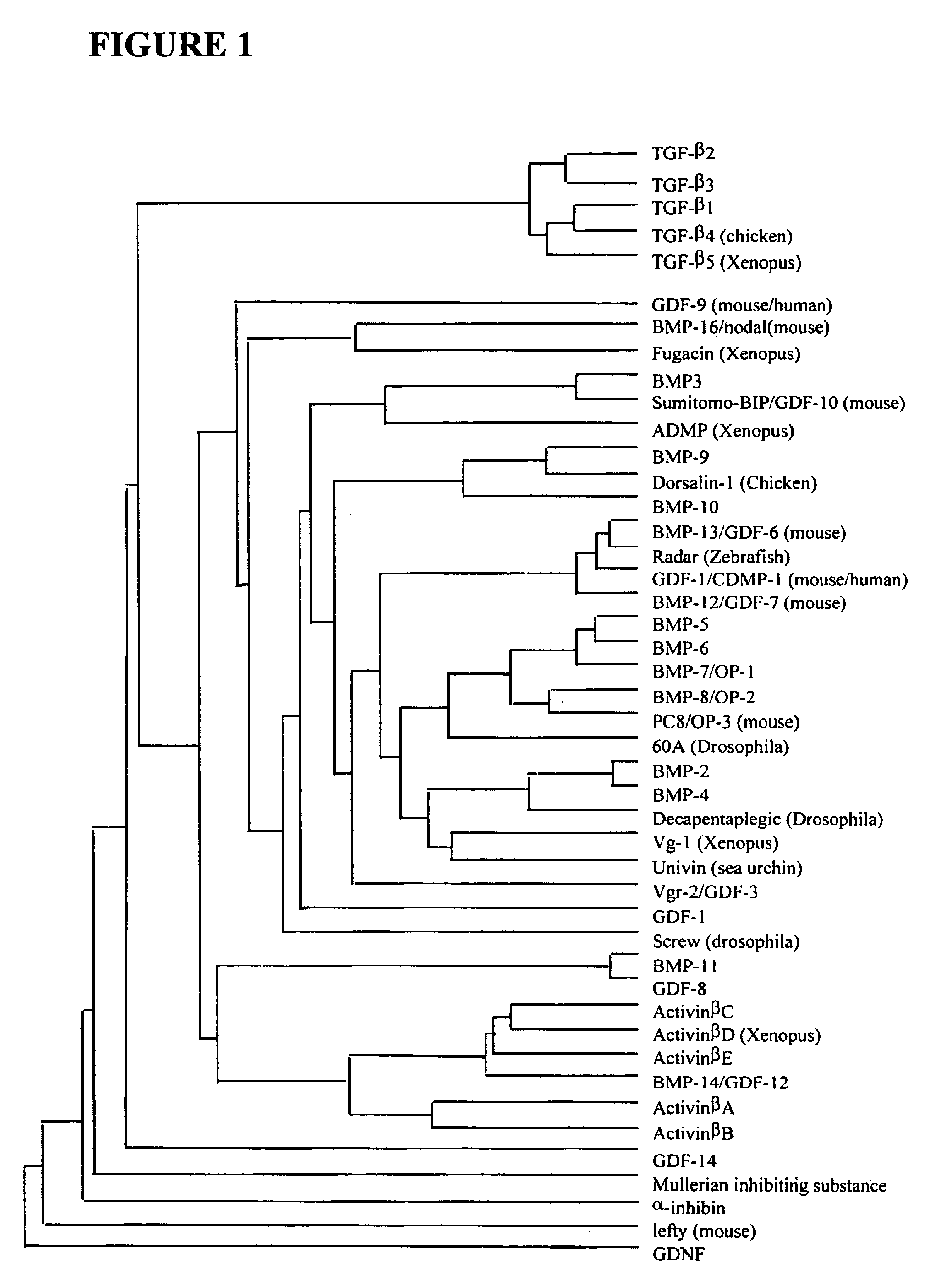 Functionalized TGF-beta fusion proteins