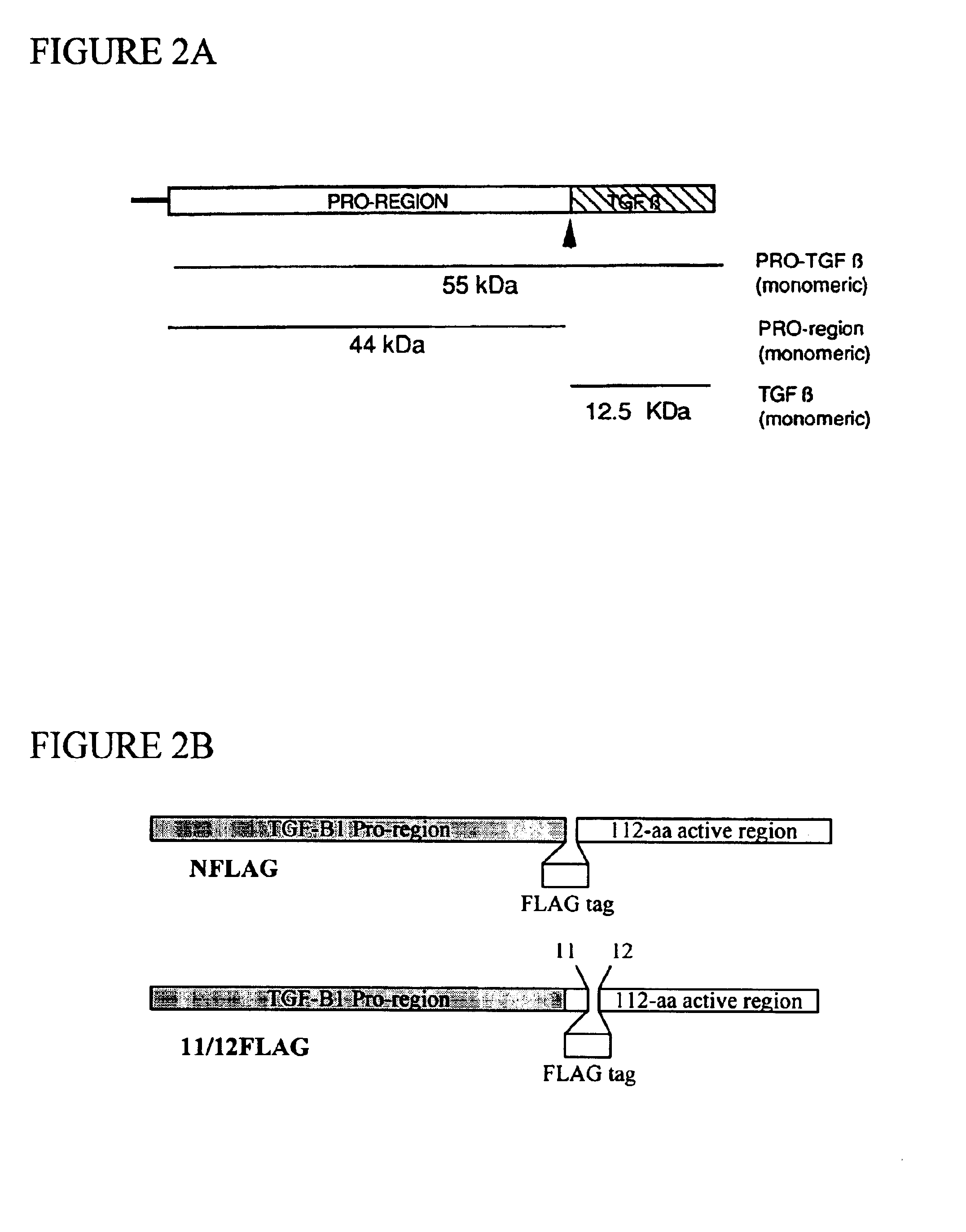 Functionalized TGF-beta fusion proteins