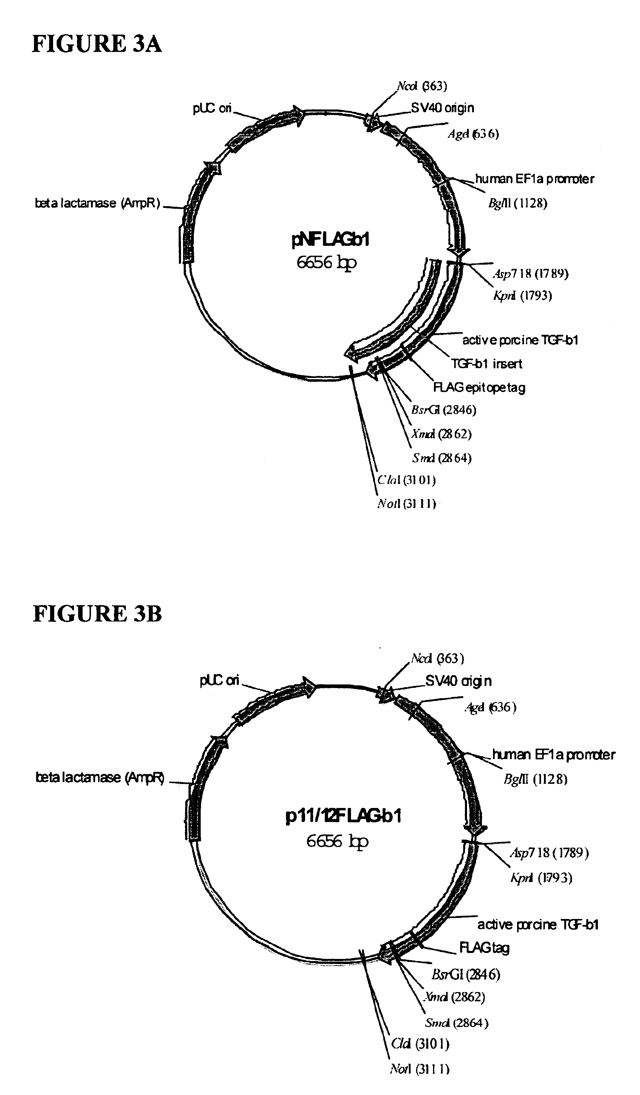 Functionalized TGF-beta fusion proteins