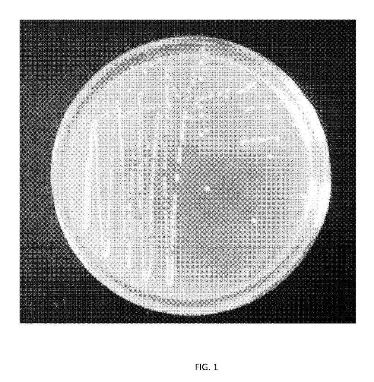 Protective effects and application of a <i>Lactobacillus rhamnosus </i>on the alleviation of chronic alcoholic liver injury