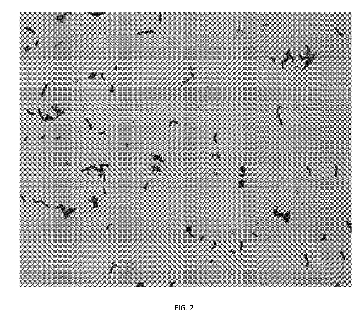 Protective effects and application of a <i>Lactobacillus rhamnosus </i>on the alleviation of chronic alcoholic liver injury