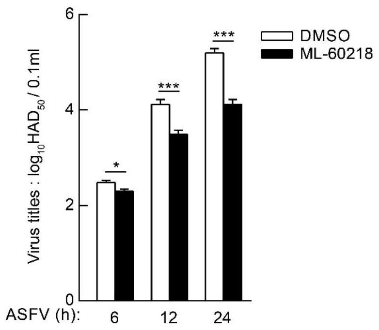 The new application of ml-60218 in the preparation of medicines for treating African swine fever