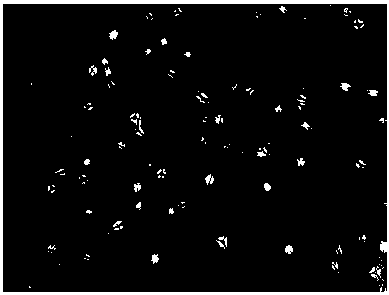 Serum-free cultured corneal limbus stromal stem cells and method for in-vitro inducing balling and induced differentiation