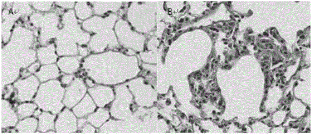 Pulmonary fibrosis animal model and preparation method thereof, and application of chrysotile