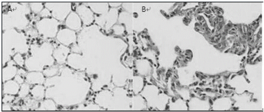 Pulmonary fibrosis animal model and preparation method thereof, and application of chrysotile