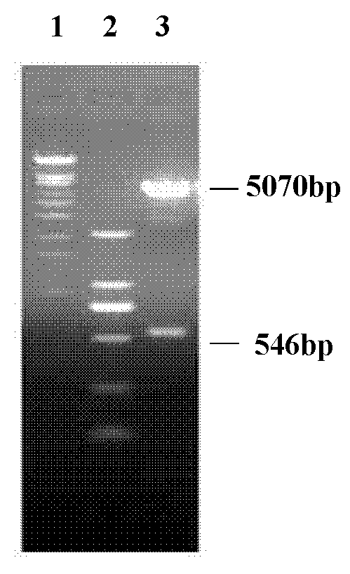 Flp-In-293 cell line for expressing bovine gamma interferon and establishment method thereof