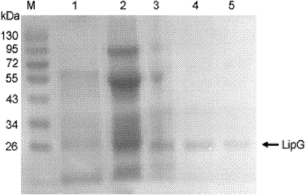 Neutral lipase LIPG with wide temperature adaptability, gene and application thereof