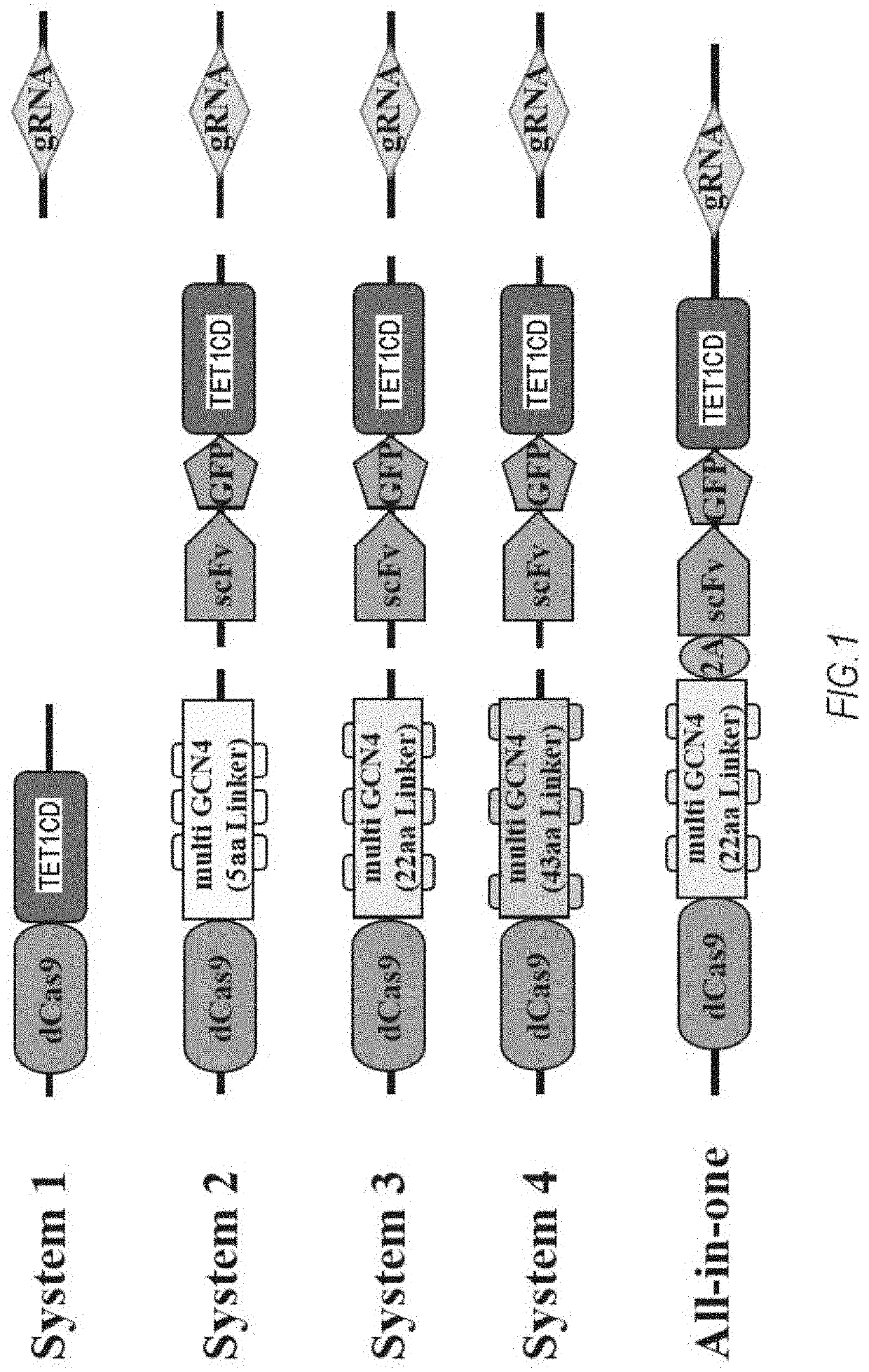 DNA methylation editing kit and DNA methylation editing method