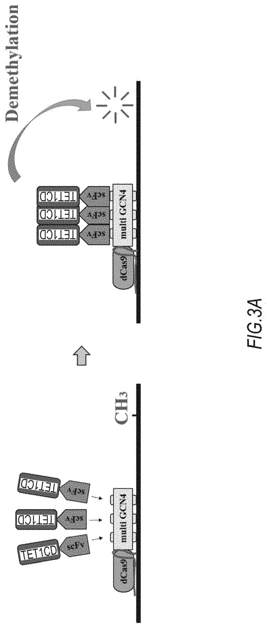 DNA methylation editing kit and DNA methylation editing method