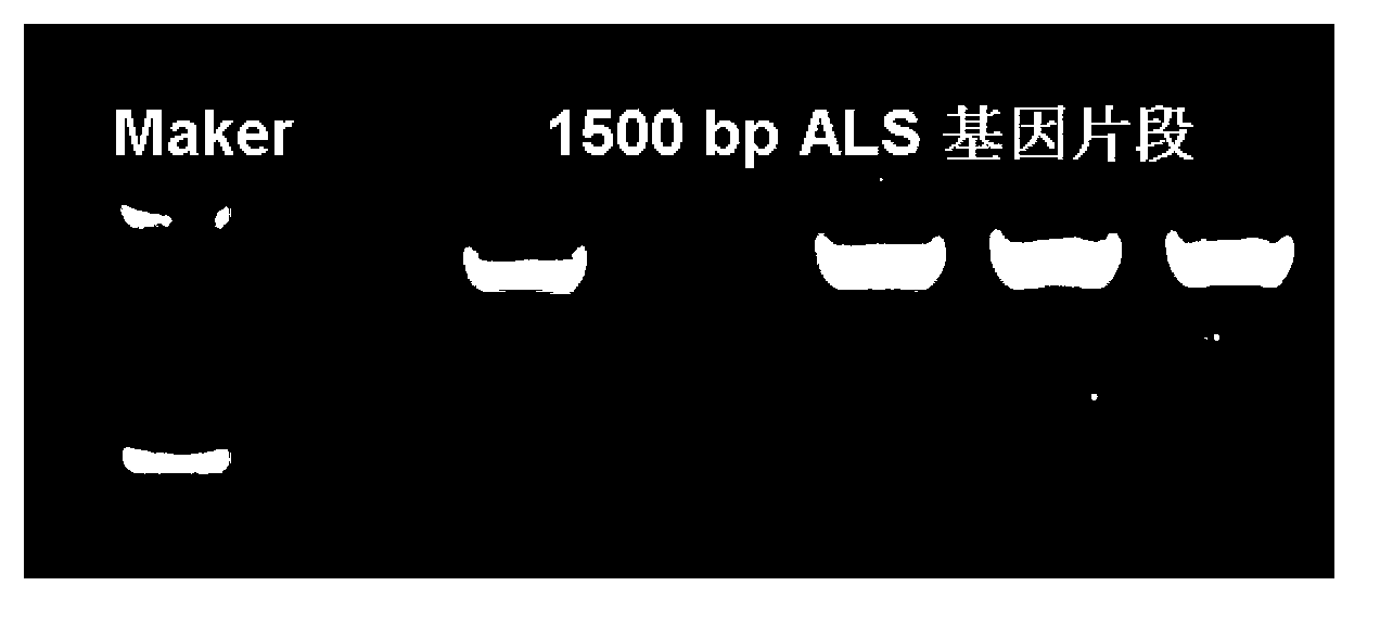 Engineering bacteria of inactivated acetolactate synthetase, and applications thereof in producing 1,3-propanediol