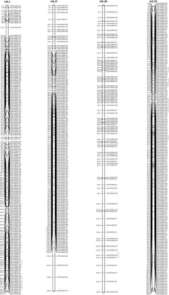 Construction method for forest-tree genome DNA (deoxyribonucleic acid) methylation inheritance linkage maps