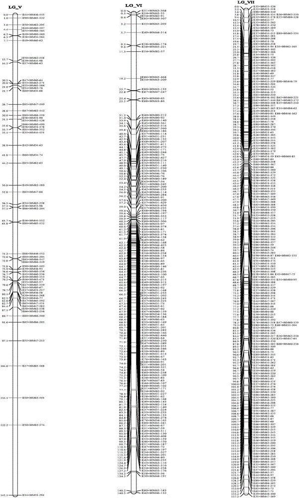 Construction method for forest-tree genome DNA (deoxyribonucleic acid) methylation inheritance linkage maps