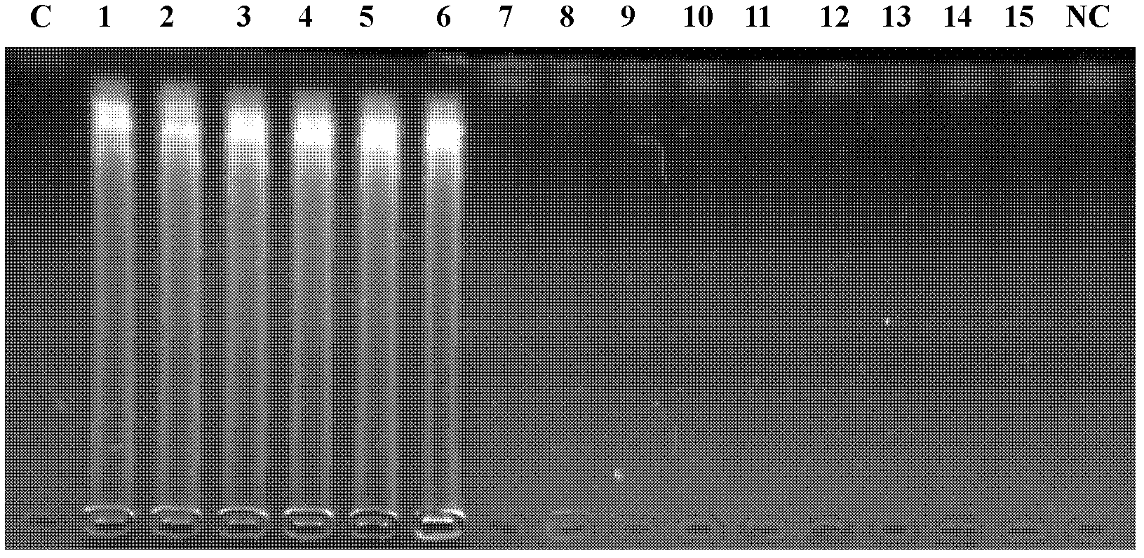 Loop-mediated isothermal amplification (LAMP) primers for detecting Phytophthora capsici and kit comprising primers