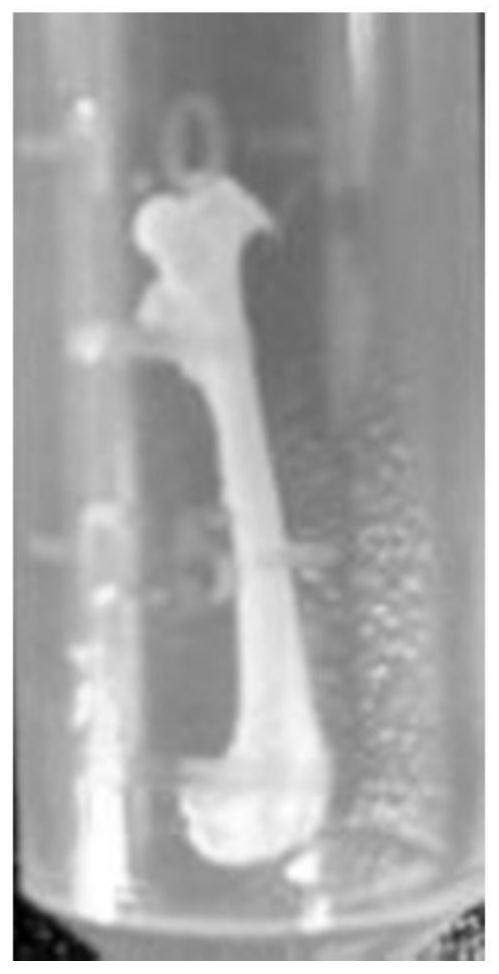 A bone-targeted drug delivery system based on near-infrared region II quantum dots and its preparation method and application